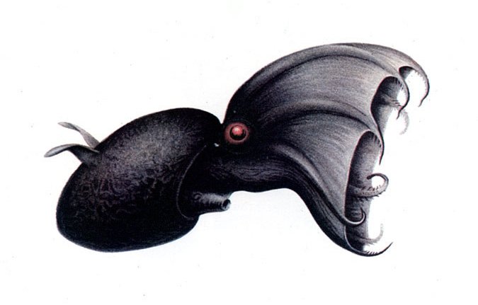  Vampire Squid from Hell") (It looked better on Planet Earth, though)
